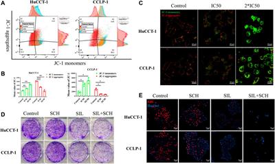 Silibinin Therapy Improves Cholangiocarcinoma Outcomes by Regulating ERK/Mitochondrial Pathway